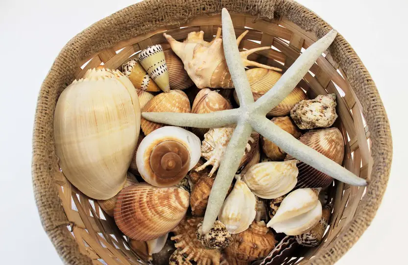 Build your own collection of shells