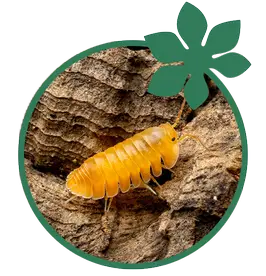 Isopods