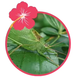 Katydids