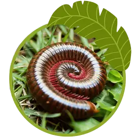 Millipede