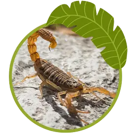 Scorpion