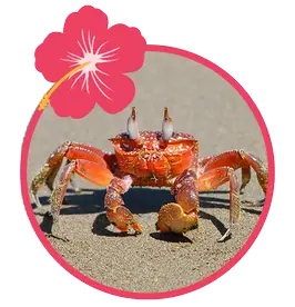 Crabs