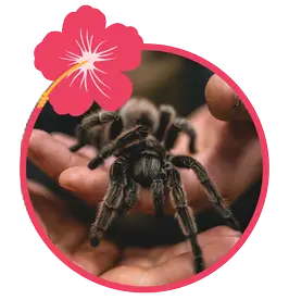 Tarantulas