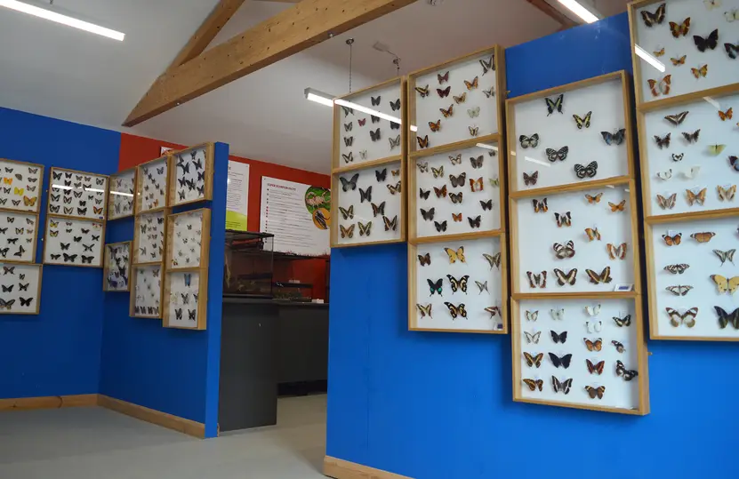 Butterfly museum